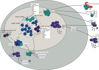 Frontiers | Remembrance Of Things Past: Long-Term B Cell Memory After ...